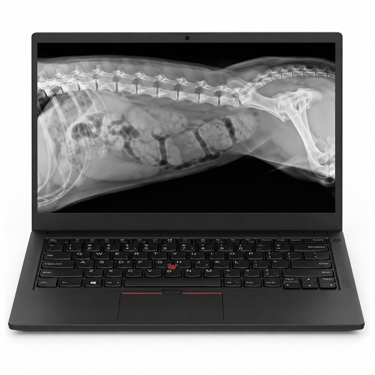 Solution complète de radiographie vétérinaire numérique